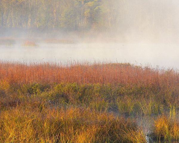 New Jersey-Pine Barrens March grasses and fog at sunrise